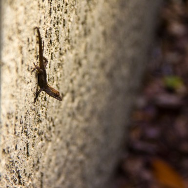 Brown Anole On Wall - LacossDesigns.com