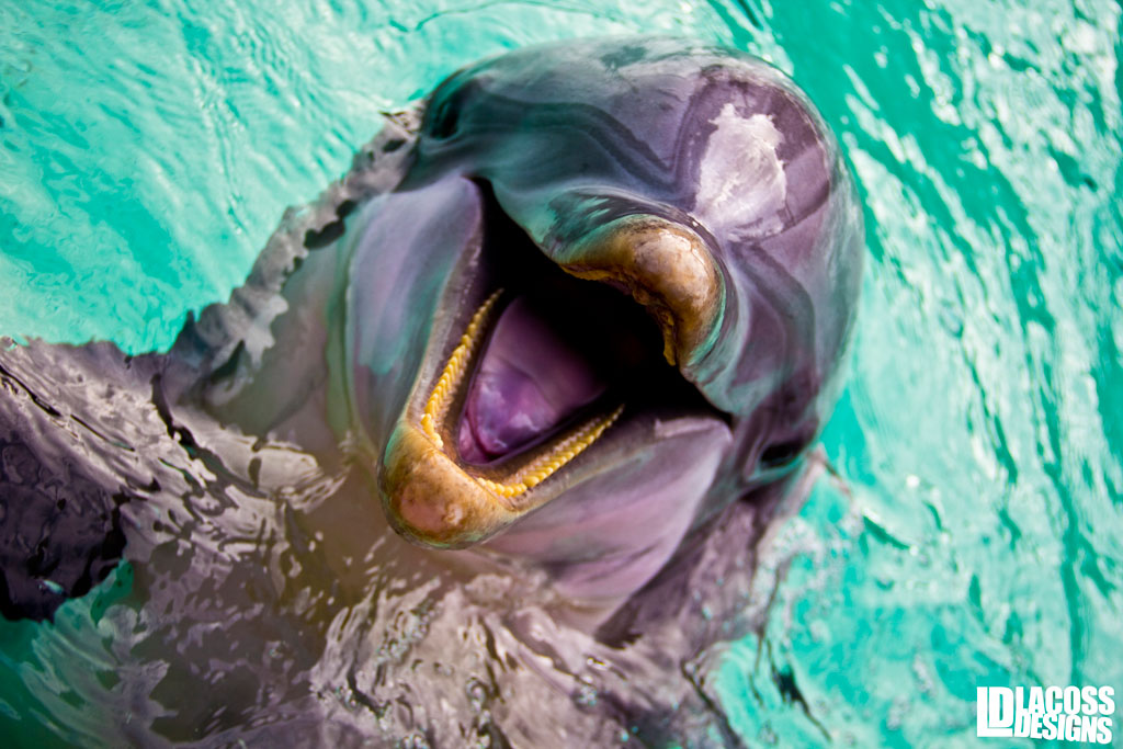 Dolphin Smile – LacossDesigns.com