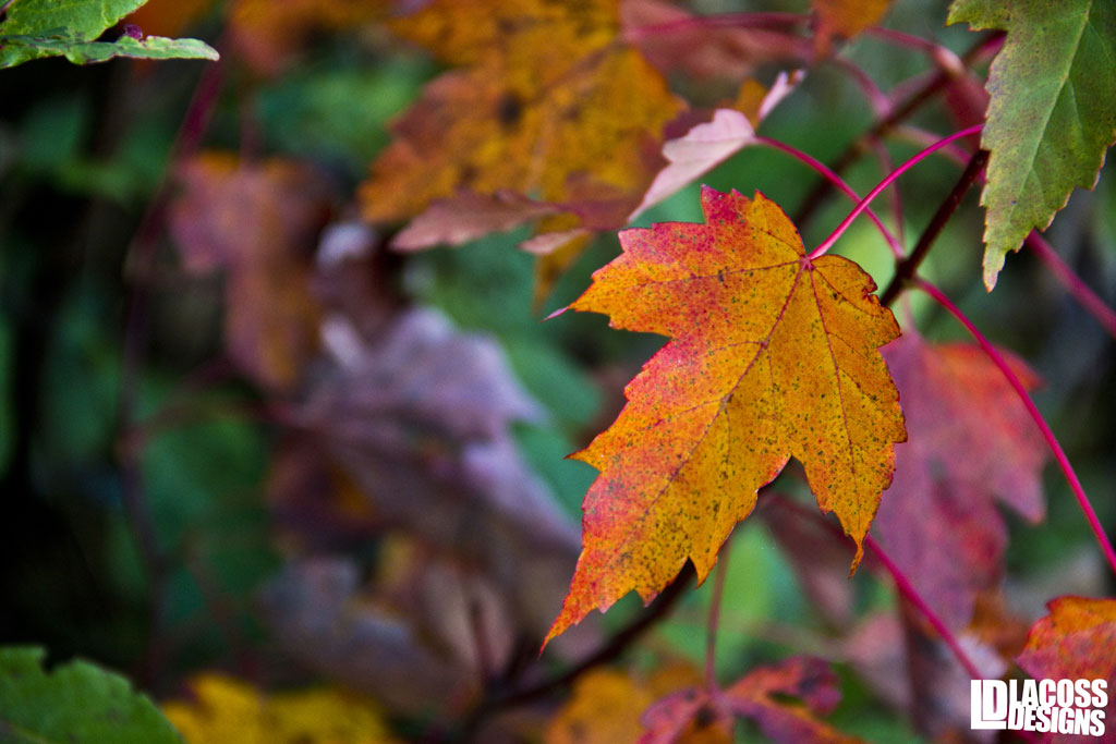Autumn Vibrancy  – LacossDesigns.com