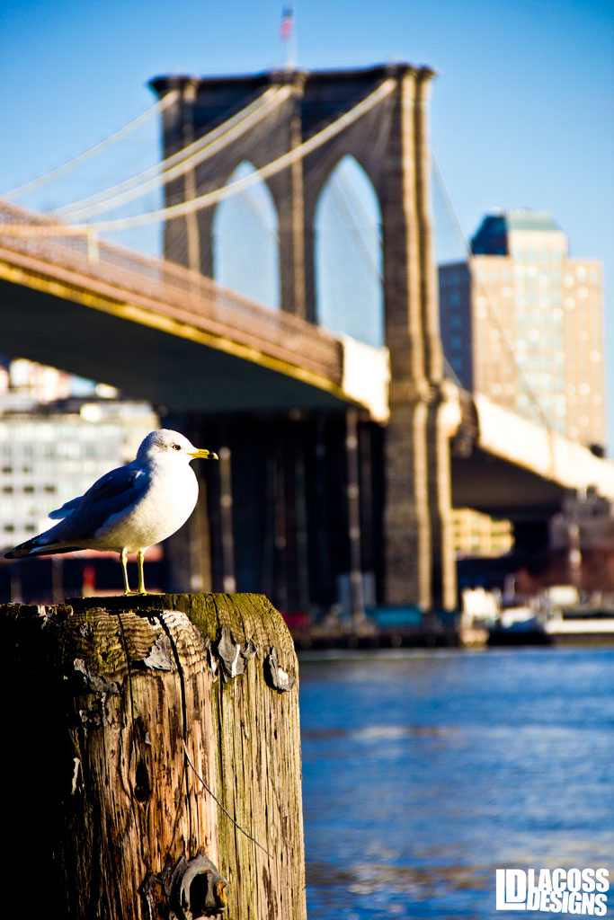 Seagull At Brooklyn Bridge – LacossDesigns.com