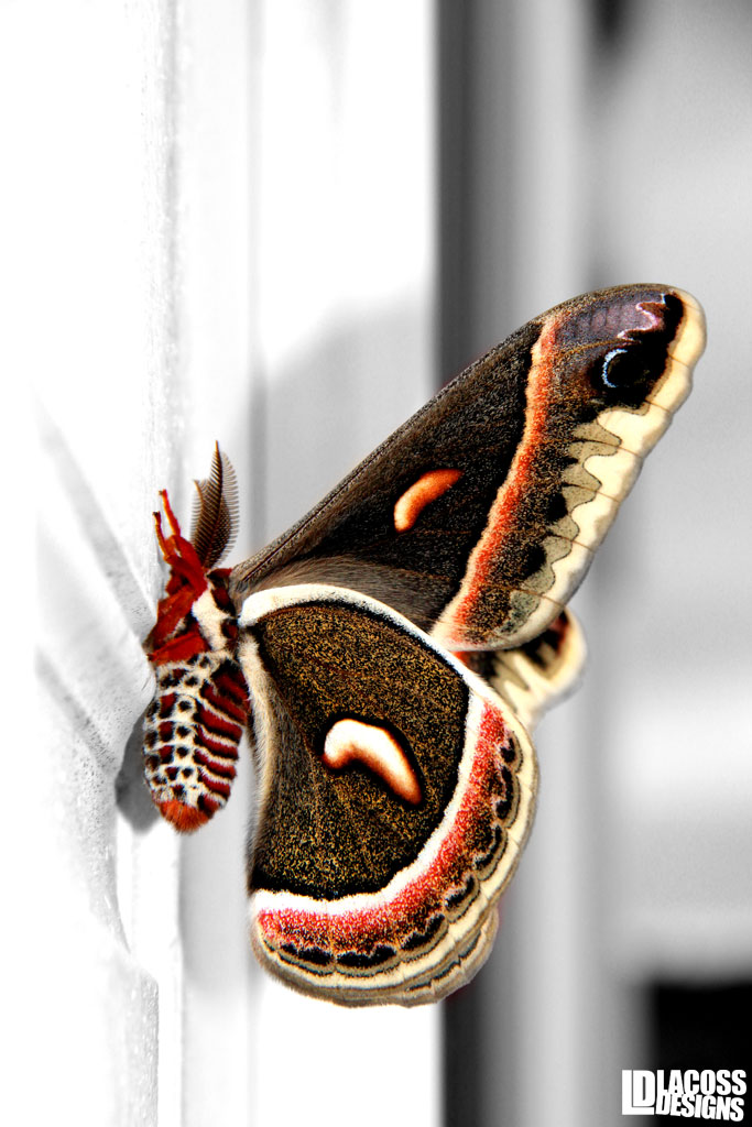 Cecropia Moth – LacossDesigns.com